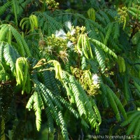 Archidendron clypearia subsp. subcoriaceum (Thwaites) I.C.Nielsen
